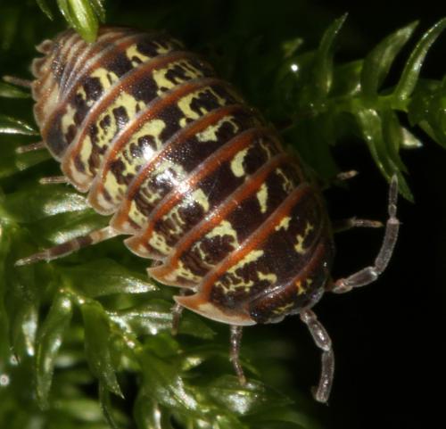 Armadillidium pictum